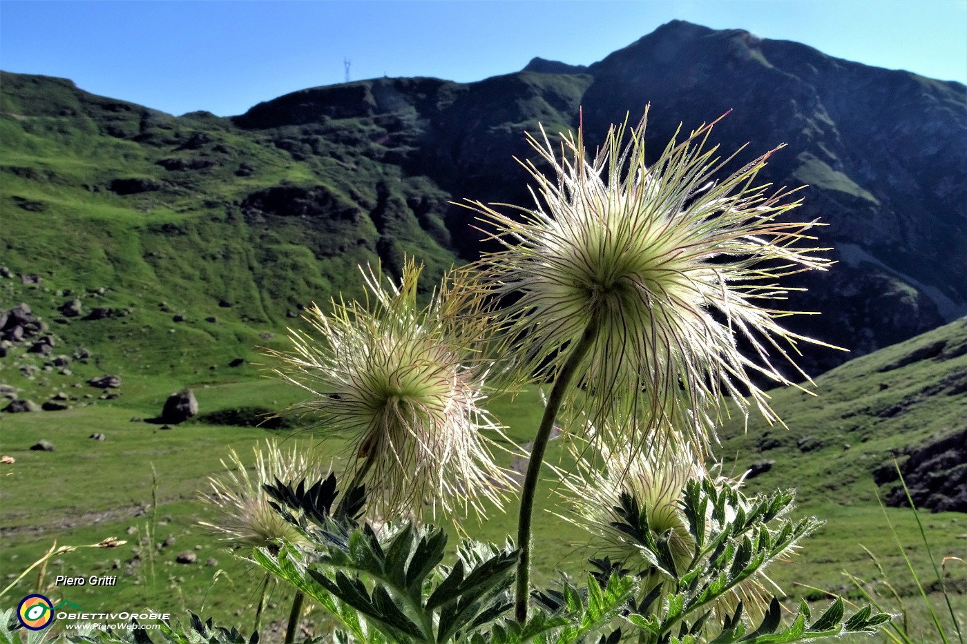 16 La pulsatilla alpina invece sfiorita.JPG -                                